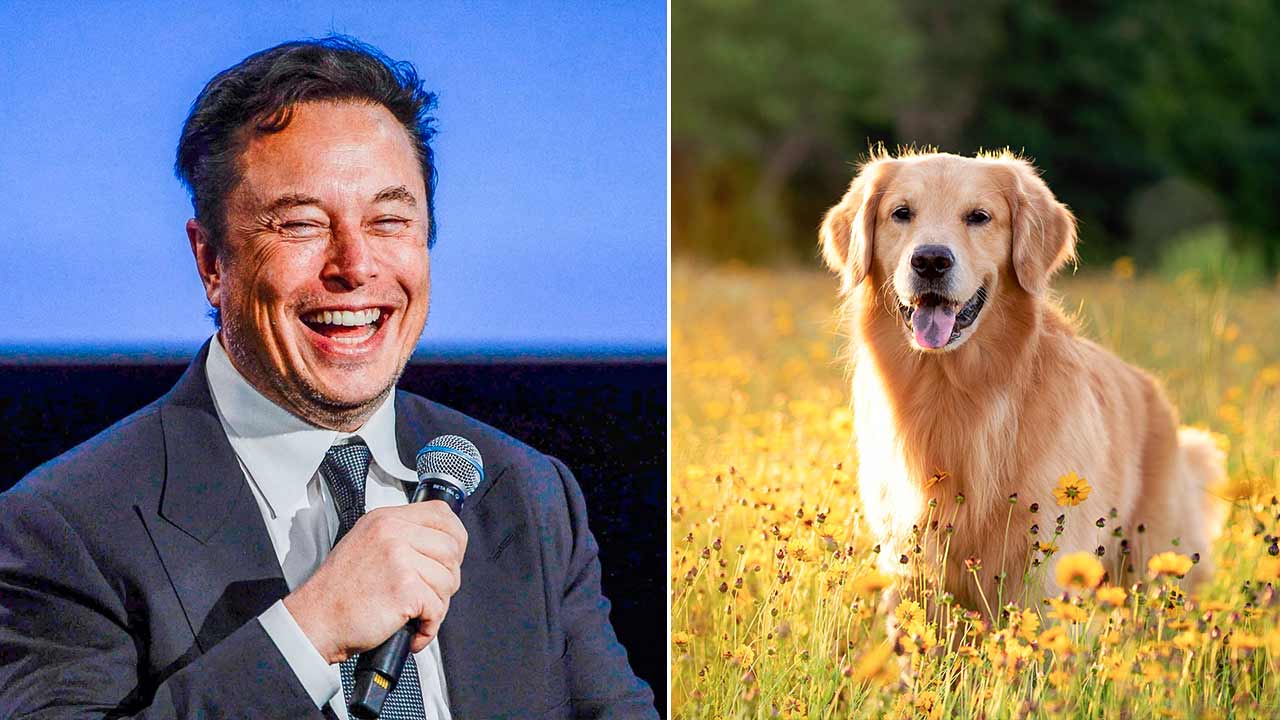 Elon Musk Says He Sleeps On A Couch At Twitter Headquarters And His Dog ...